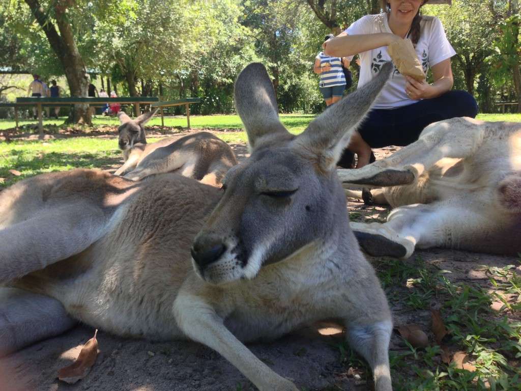 Australia Zoo4
